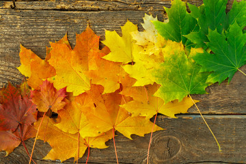 Red, yellow and green maple leaves on old wooden background