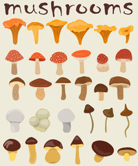 forest mushrooms. vector