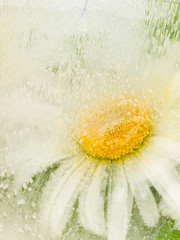 ice frozen abstraction with camomile