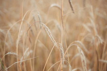 Ears of ripe wheat growing in a  field