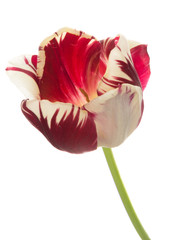 red-white tulip flower