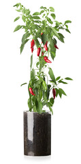 chili pepper on bush isolated on the white background