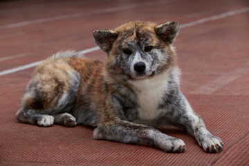 dog breed Akita Inu