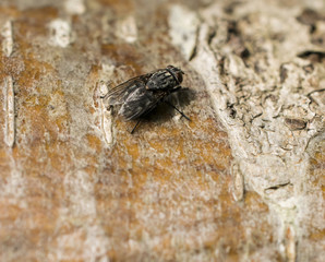 Black hairy fly with brown eyes sitting on wood