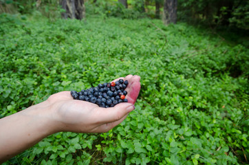 Freshly picked wild blueberries on the forest background