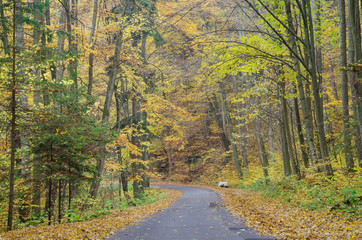 Road through the autumnal colorful forest
