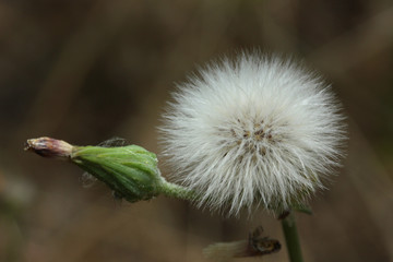 Dandelion 