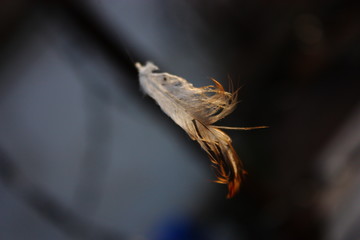 Перо птицы парит в воздухе