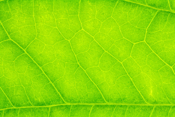Naklejka na ściany i meble Leaf texture or leaf background for design with copy space for text or image.