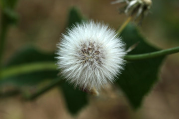 Dandelion 