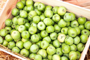 Green apples in a box.