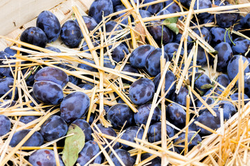 Blue plums in a box.
