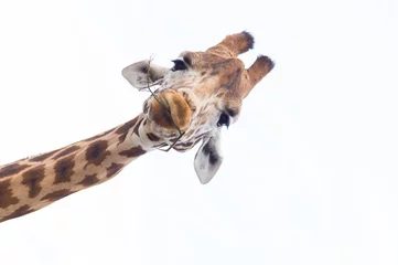 Gordijnen Giraffe& 39 s hoofd geïsoleerd tegen een witte lucht © Ross