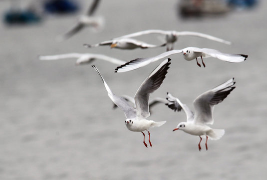 A flock of gulls,rivergulls flying above river Danube,in Zemun,Belgrade,Serbia.