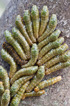 a group of caterpillars on a tree