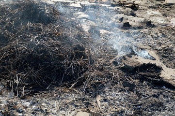 Obraz premium burned ash from fire