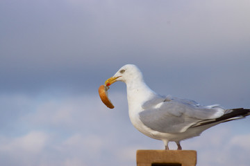 Möwe