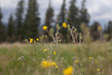 Obraz premium Mountain Flowers