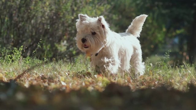 Peach dog stuck out her tongue and goes skipping. Clever dog breed. Hunting dog. A dog of medium size. Canine scent. Man's best friend. Dog walking in autumn park. Sunny day. Dog running on the grass.