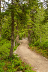 Fragment of Panorama Trail in Sea to Sky Gondola Park in Vancouver, Canada.