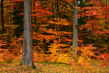 Autumn forest