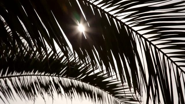 Palm leaf and Sun