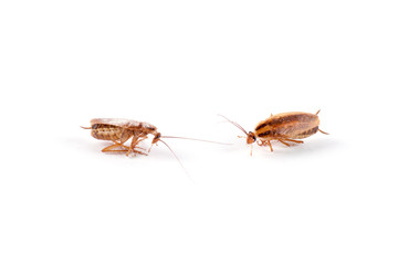 Single dead cockroach isolated