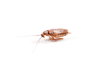 Single dead cockroach isolated