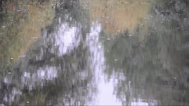 herbstlicher See an einem regnerischen Tag