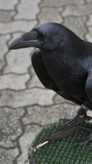 Raven