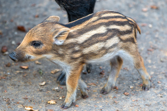 Frischling Wildschwein (Sus scrofa)