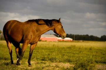 horse in field