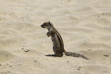 Atlashörnchen auf Fuerteventura, Kanaren