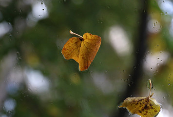 Autumn leaf fallen on the glass in the rain