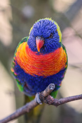 Allfarblori (Trichoglossus haematodus) 