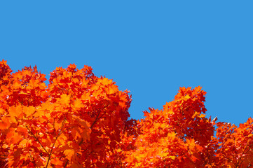 Maple trees with red autumn leaves against pure blue sky in Montreal.