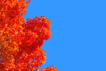 Maple trees with red autumn leaves against pure blue sky in Montreal.