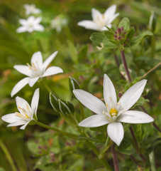 White flowers ornithogalum, Shallow depth of field