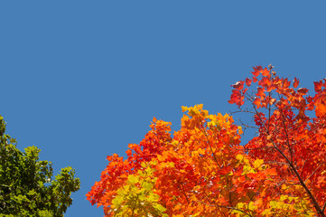 Autumn maple trees with red leaves against pure blue sky in Mont