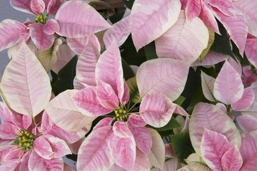 Bright pink poinsettia or christmas flower