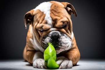 Playful English bulldog pup with green ball