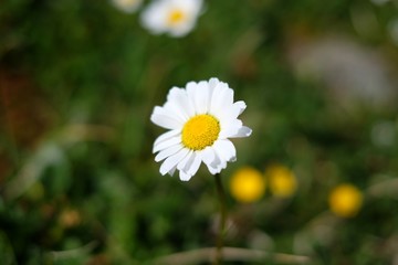 Macro daisy, flower