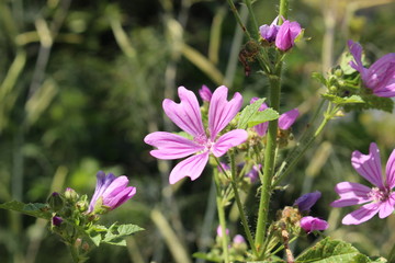 Fototapeta premium Violet 