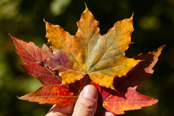 holding autumn leaves with sun ray