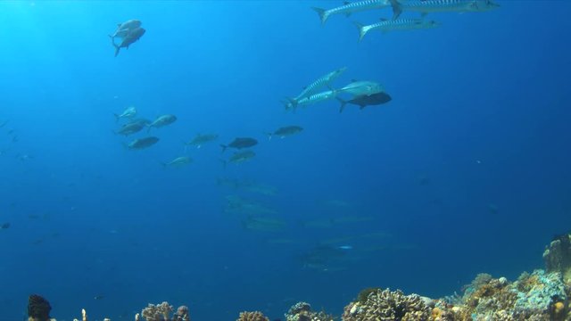 Giant Trevallies and Barracudas on a coral reef. 4k footage