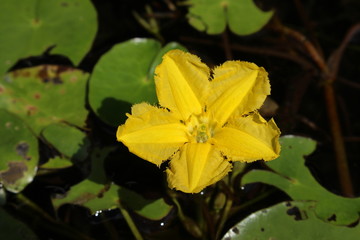"Yellow Floatingheart" flower (or Fringed Water-lily, Water Fringe) in Zurich, Switzerland. Its Latin name is Nymphoides Peltata (Syn Villarsia Nymphoides), native to Eurasia.