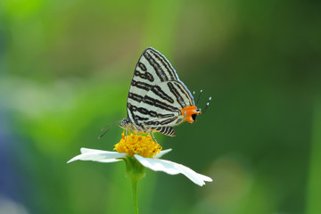Obraz na płótnie Canvas Butterfly in Thailand and Southeast Asia.