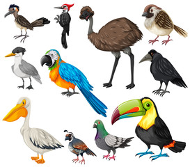 Different types of wild birds