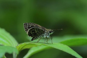 Butterfly in Thailand and Southeast Asia.