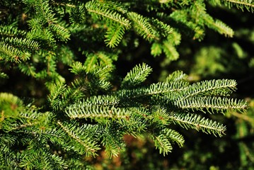 Green pine branches